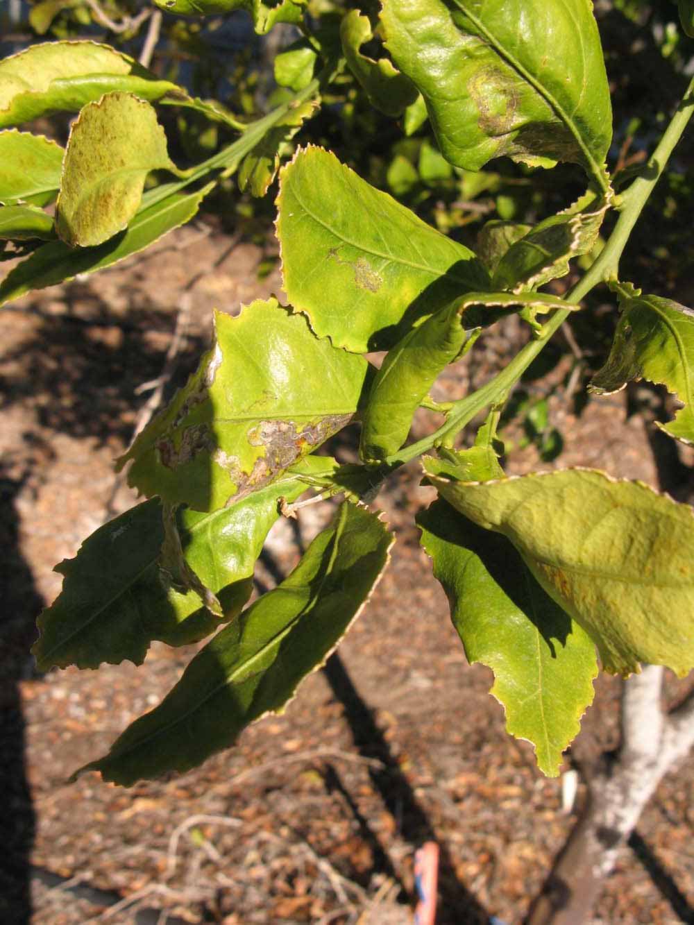            Sun leaves (Winter Haven, FL)   